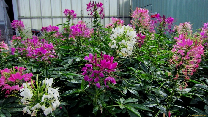 Клеома цветок