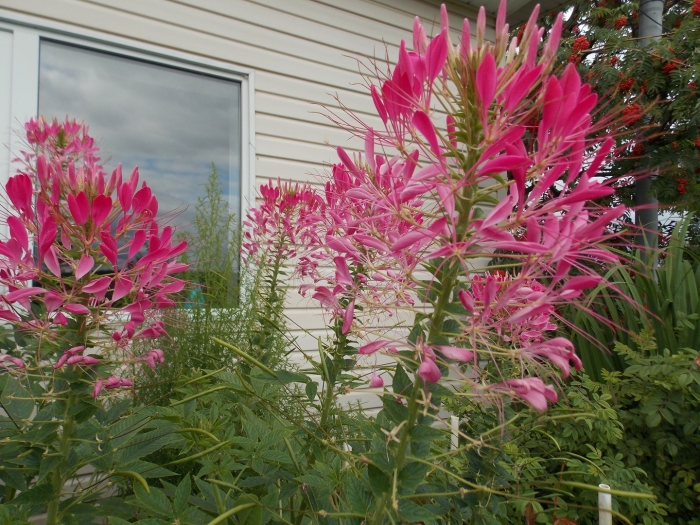 Клеома цветок вишневая королева