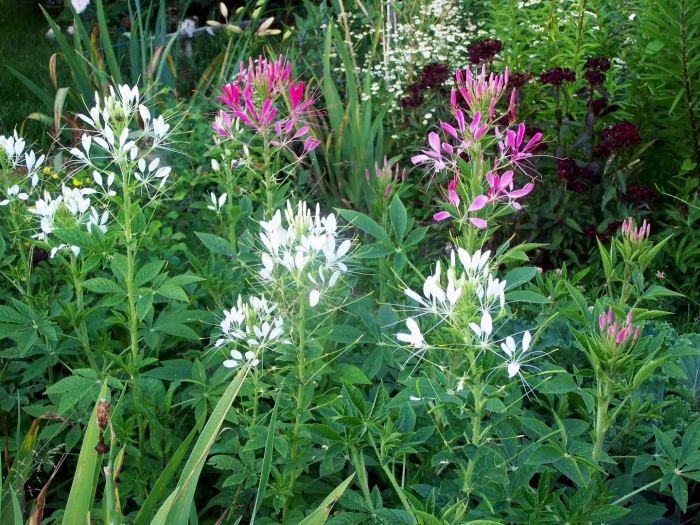 Однолетник клеома