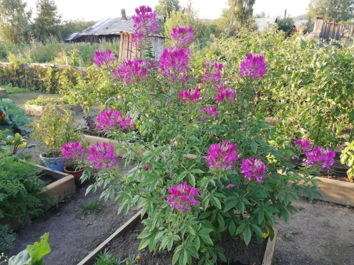 Клеома куст