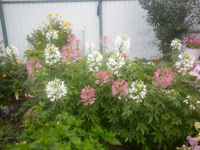 Клеома вишневая королева