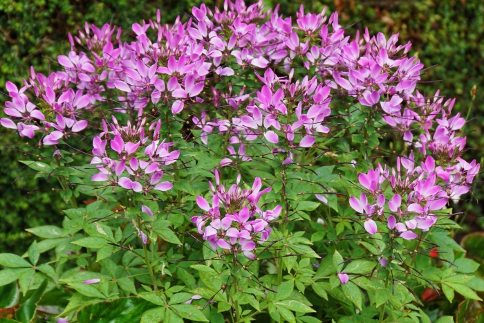 Клеома цветок