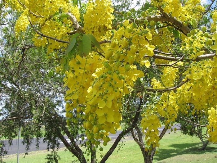 Cassia tree