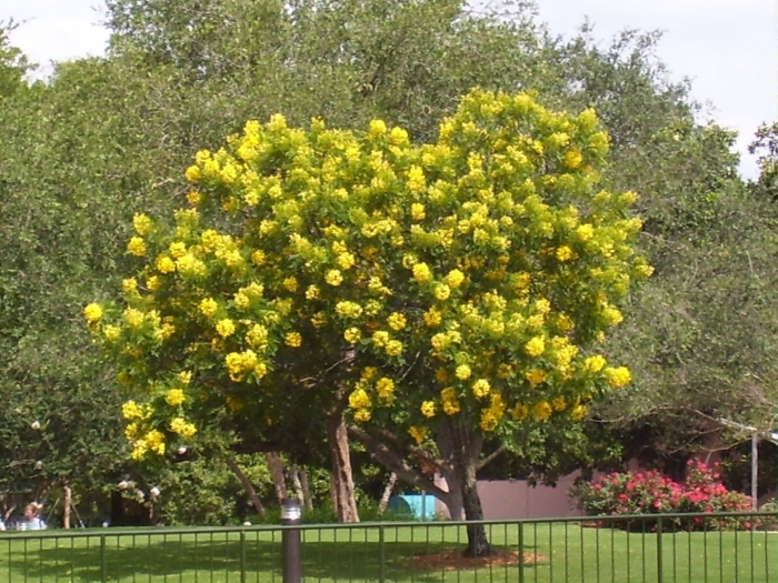 Кассия ренигера