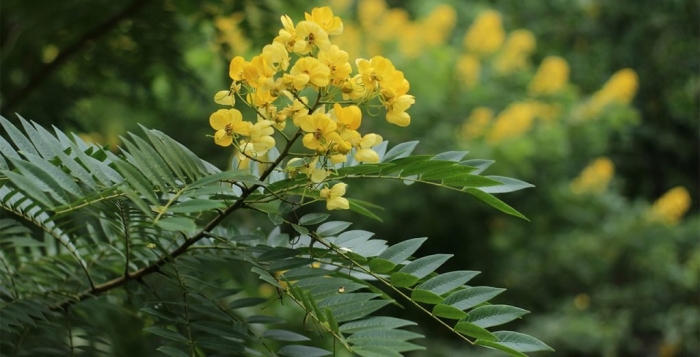 Senna spectabilis