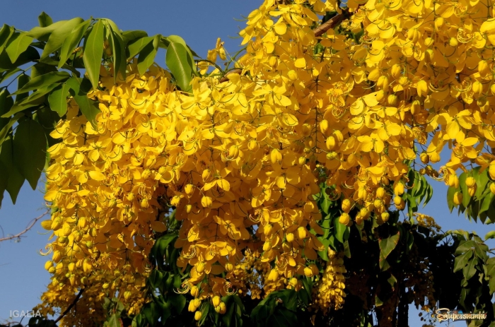 Кассия трубчатая