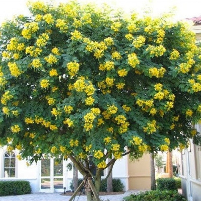 Cassia glauca