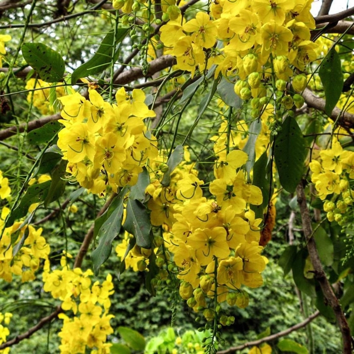 Кассия ренигера камилла