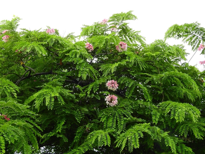 Albizia julibrissin