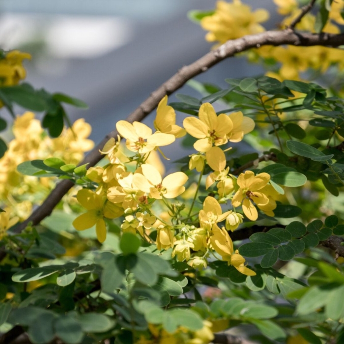 Сенна растение