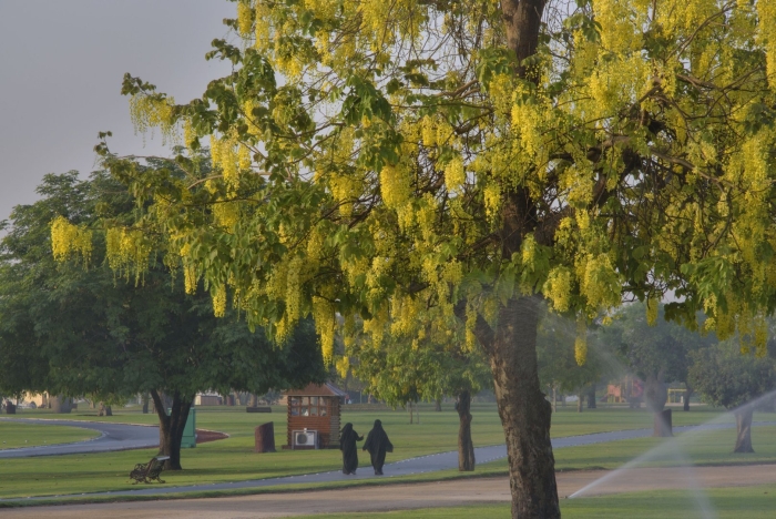Бобовник золотой дождь