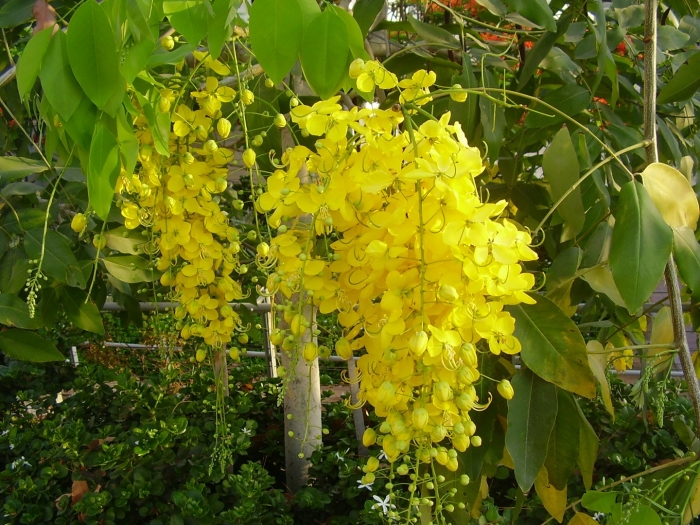 Бобовник laburnum