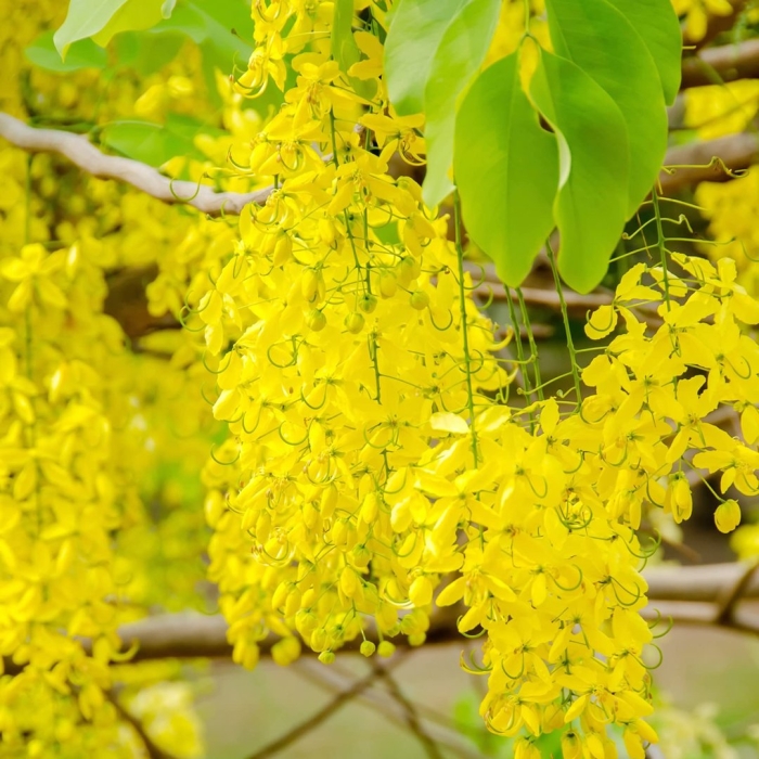 Дерево с желтыми цветами