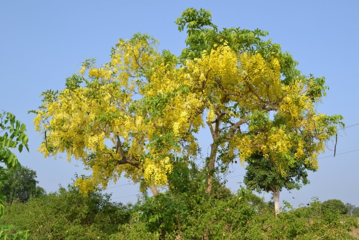 Кассия туполистная