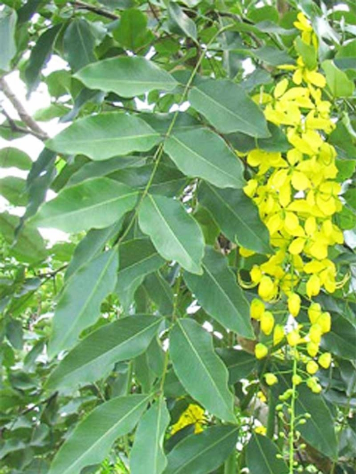 Кассия трубчатая