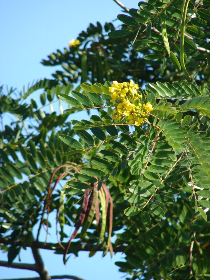 Senna siamea