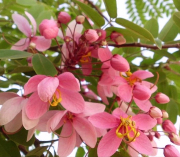 Apple blossom cassia