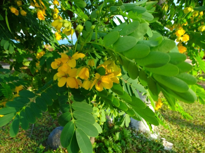 Кассия растение