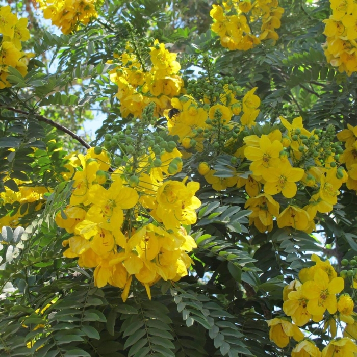 Cassia leptophylla