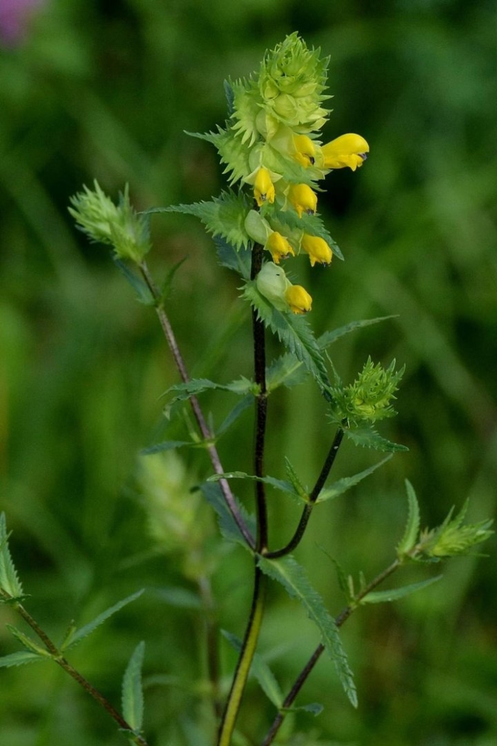 Погремок узколистный