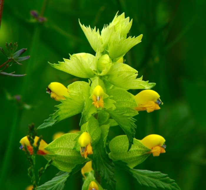 Rhinanthus alectorolophus