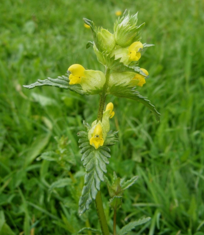 Rhinanthus minor