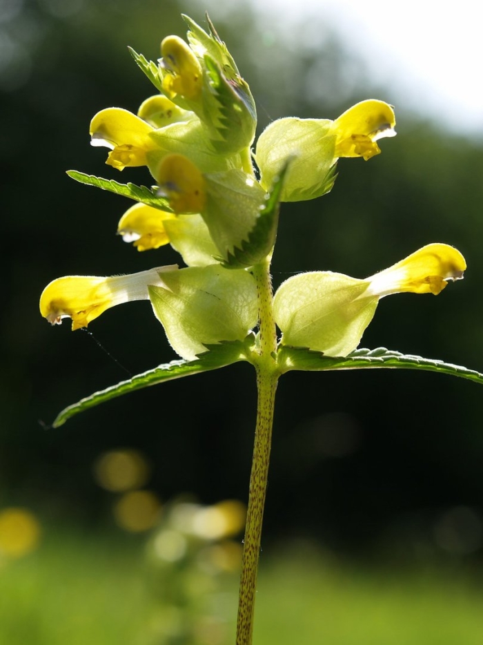 Погремок луговой