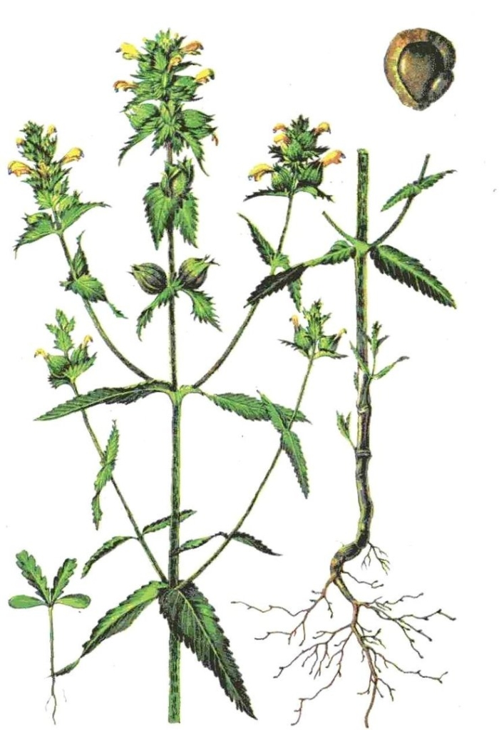 Трава погремок малый