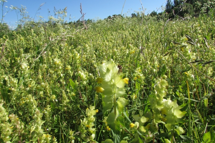 Rhinanthus alectorolophus