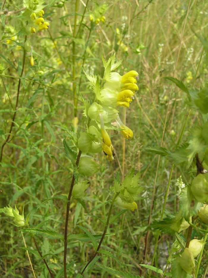Rhinanthus serotinus
