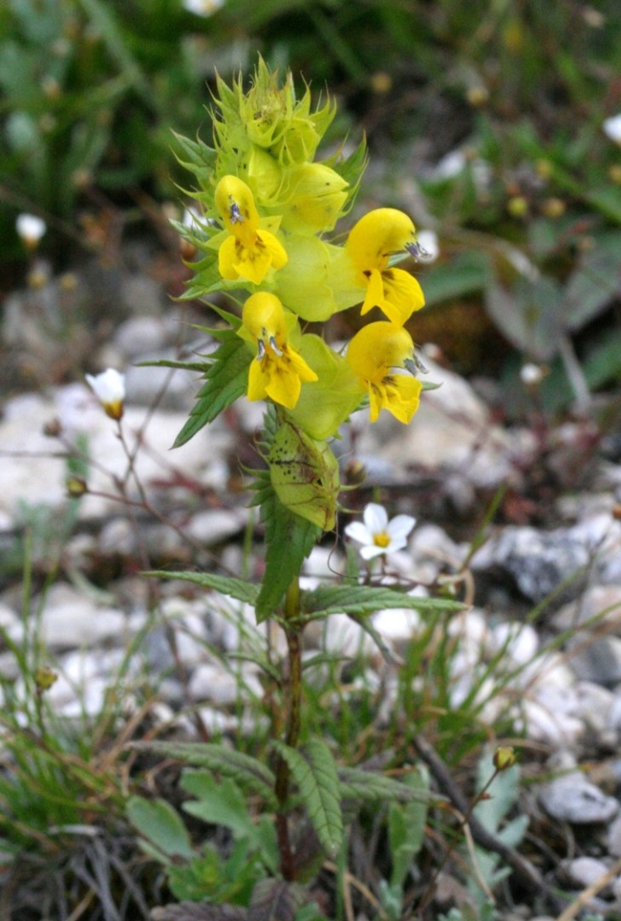 Rhinanthus alpinus