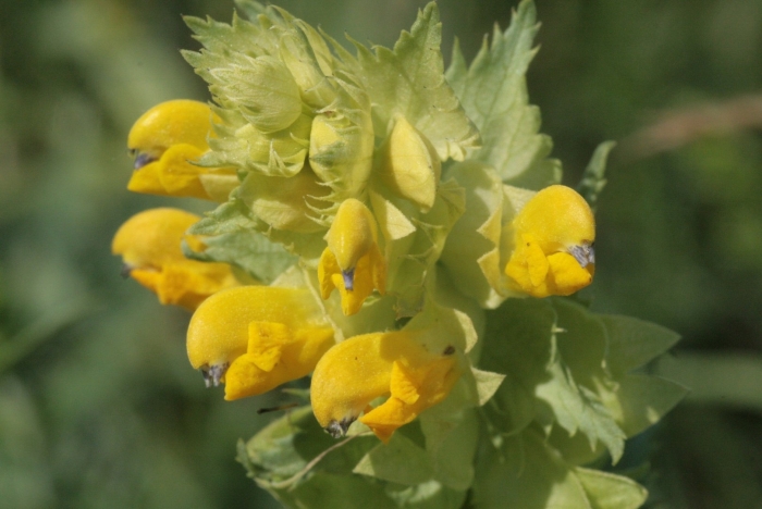 Погремок луговой