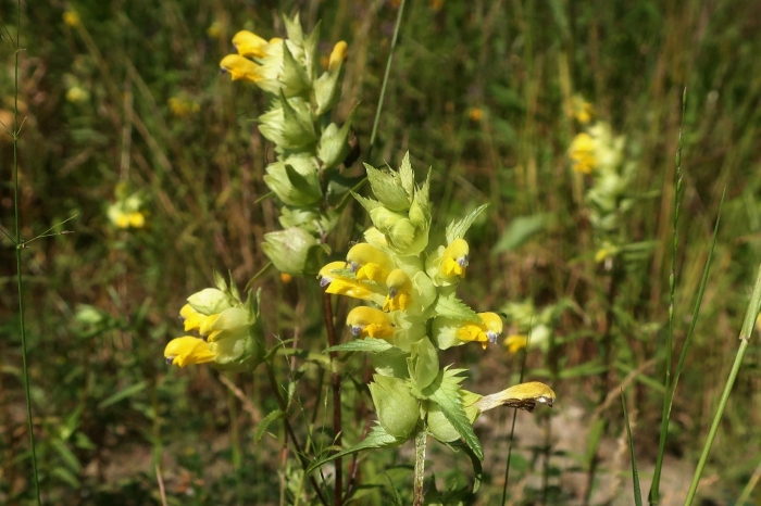 Погремок луговой