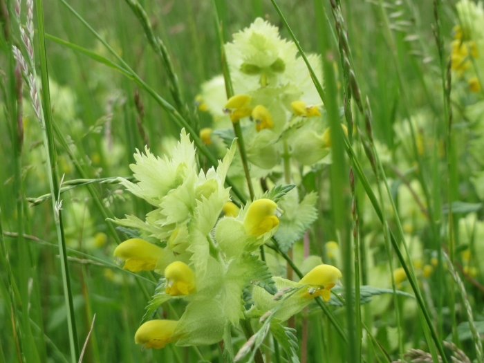 Rhinanthus glacialis