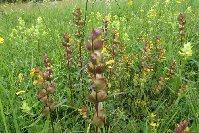 Погремок растение