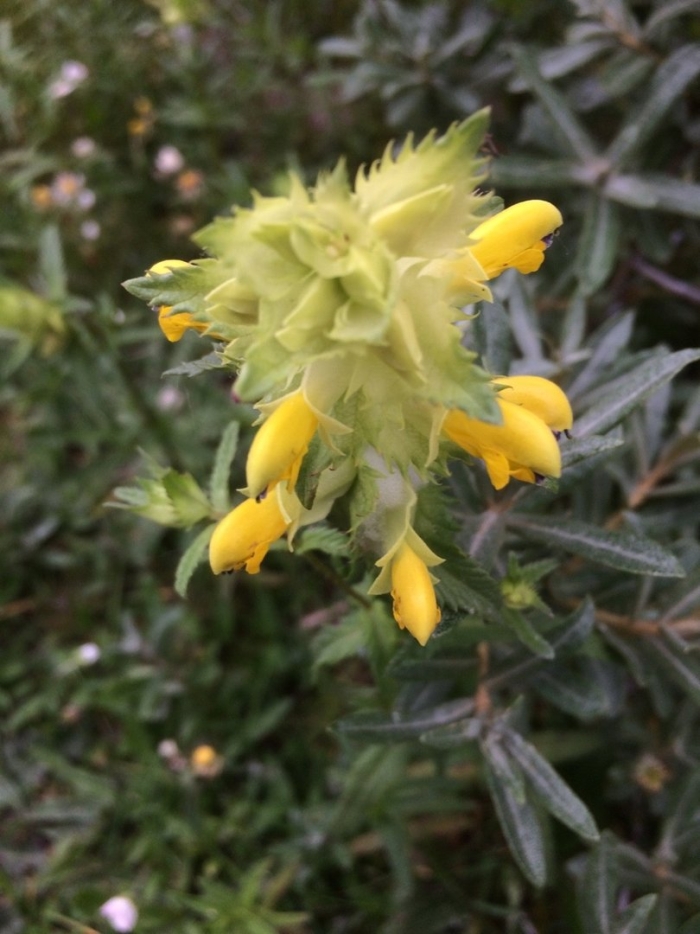 Rhinanthus angustifolius