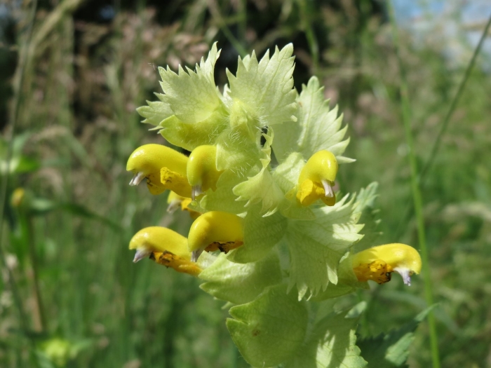 Rhinanthus glacialis