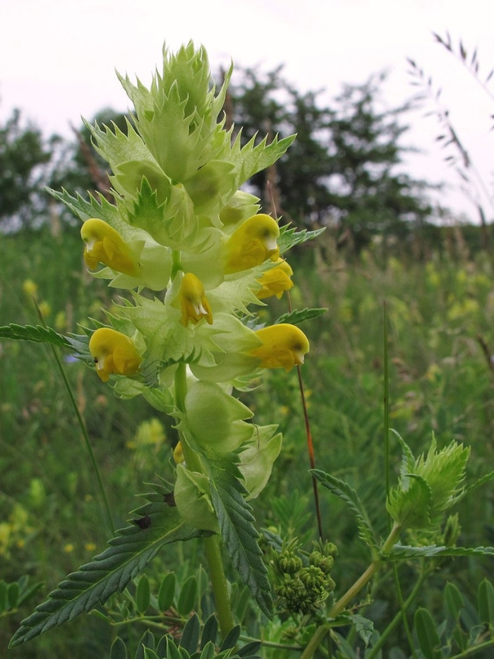 Rhinanthus alectorolophus