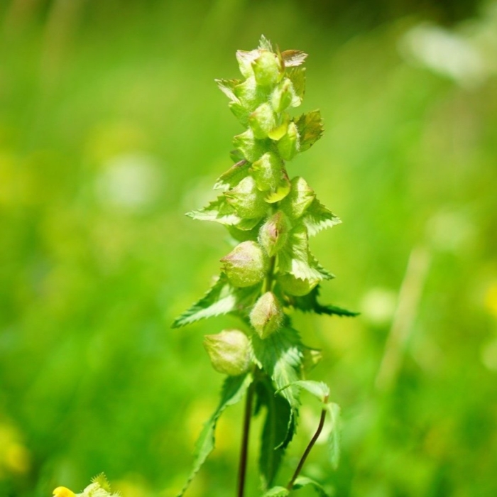 Погремок трава