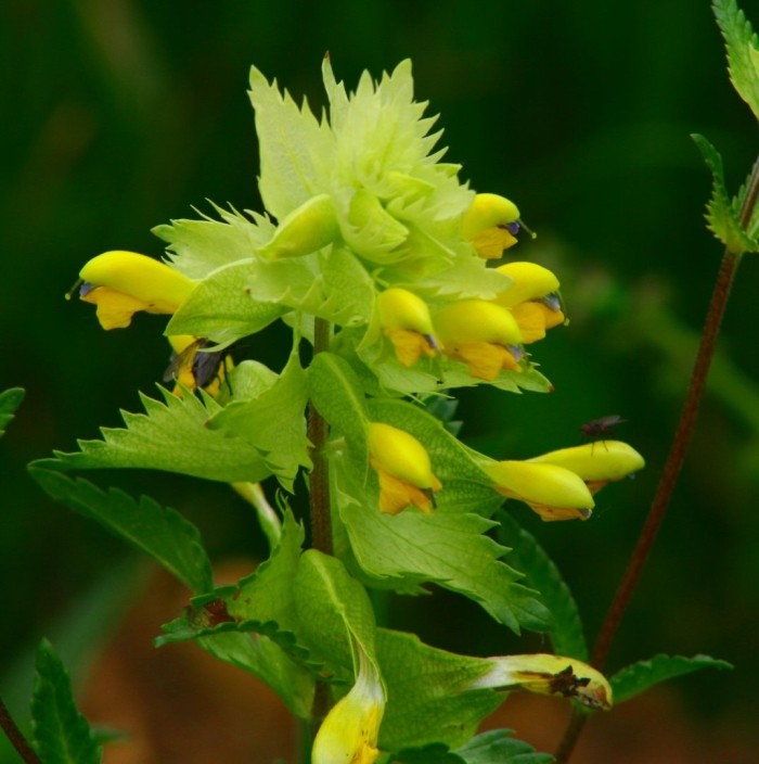 Rhinanthus alectorolophus