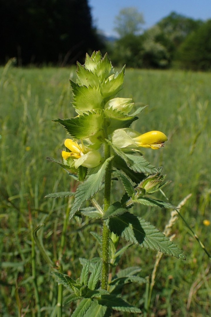 Rhinanthus rumelicus