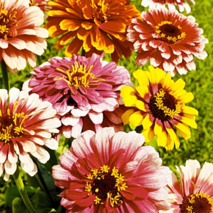 Цинния карусель смесь