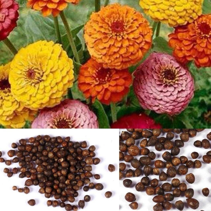 Цинии однолетние