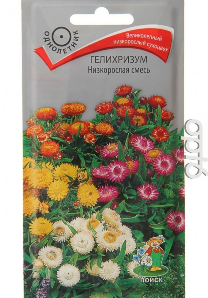Гелихризум низкорослая смесь