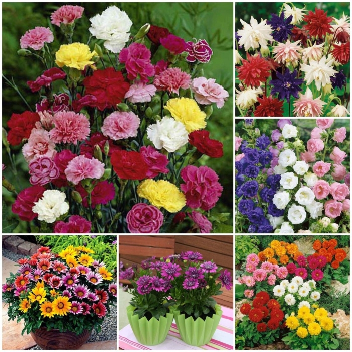 Цветы однолетники семена