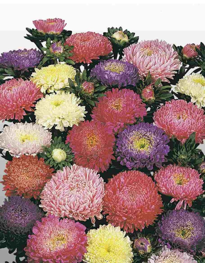 Астра китайская матадор