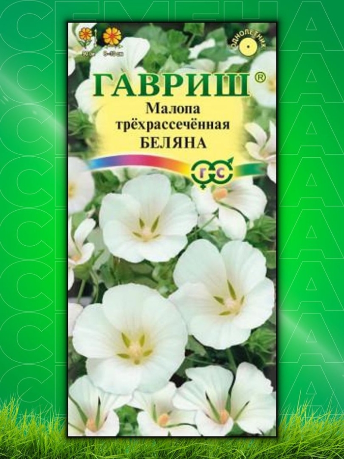 Малопа беляна