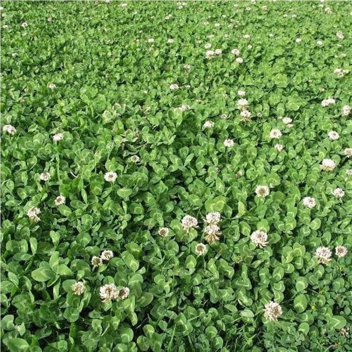 Клевер ползучий белый ривендел