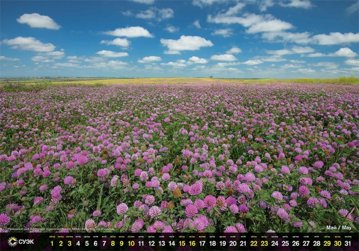 Клевер луговой красный поле