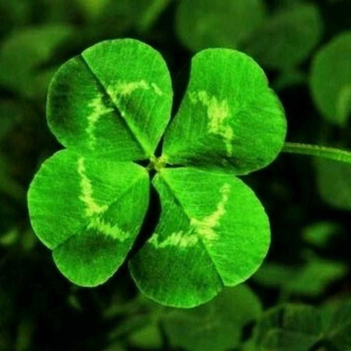 Ирландский клевер